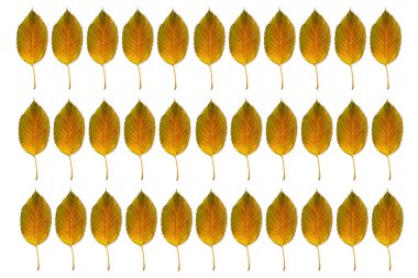 Beyaz arka plan kullanım için arka plan üzerinde izole sonbahar yaprakları