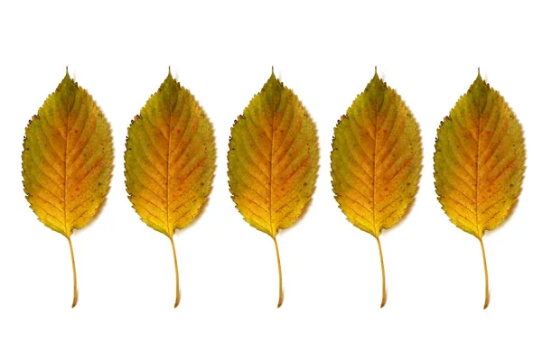 Осінні листя ізольовані на білому тлі — стокове фото
