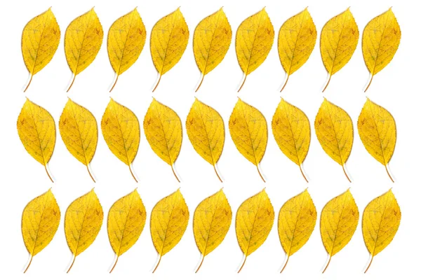 Feuilles jaunes d'automne isolées sur fond blanc — Photo