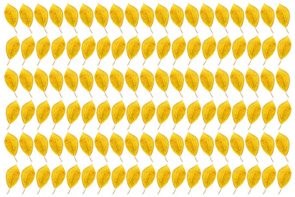 Foglie autunnali gialle isolate su sfondo bianco — Foto Stock