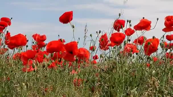 Amapolas rojas balanceándose en el campo — Vídeo de stock