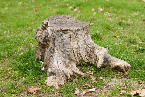 Alter Baumstumpf im Gras — Stockfoto