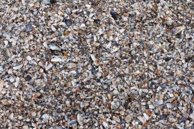 Deniz kabukları arka planı olarak kullanma