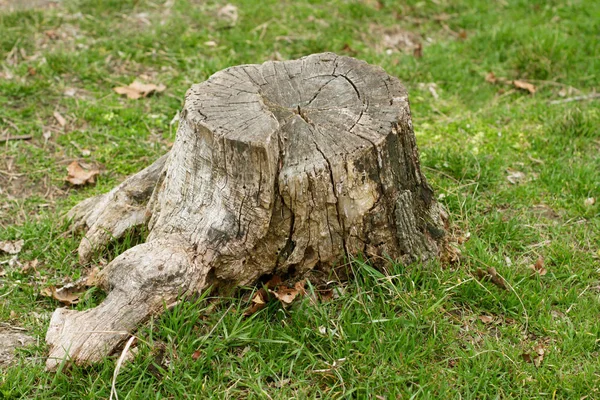 Old stump in green grass in spring — Stock Photo, Image