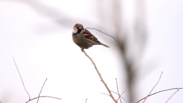 Sparrow sitter på gren — Stockvideo