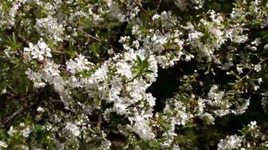 Yeni gelişen ağaç bahar