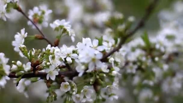 Árbol floreciente en primavera, foco cambiante — Vídeos de Stock
