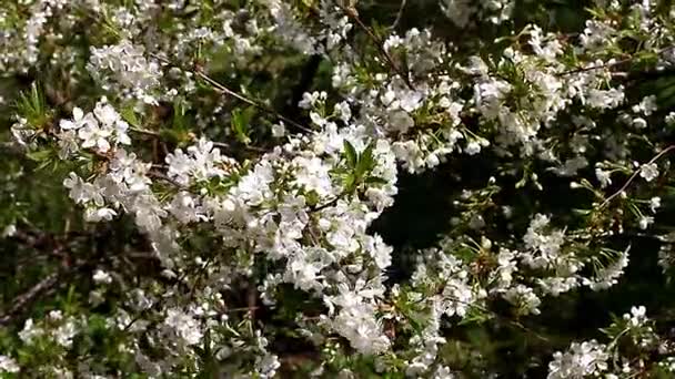 Árbol floreciente en primavera — Vídeos de Stock