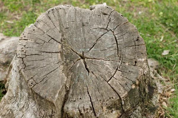 Üstten Görünüm eski güdük — Stok fotoğraf