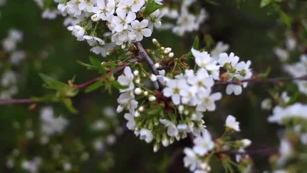 El viento balancea las ramas del árbol en flor, cambiando el enfoque — Vídeos de Stock