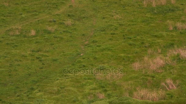 Vento ondeggia erba nel campo, vista dall'alto — Video Stock