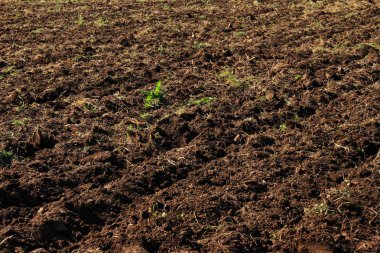 Plowed field use as background clipart