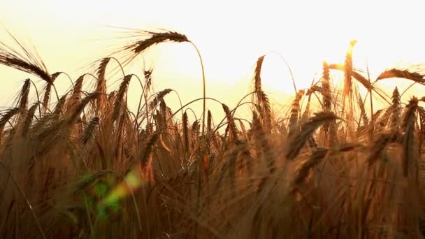 Tarweveld in zonnige achtergrondverlichting met sunbeam — Stockvideo