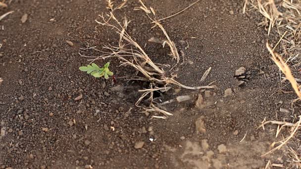 Formigas correndo em torno de um formigueiro na terra — Vídeo de Stock