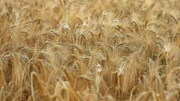Orelhas maduras de trigo no campo utilização para fundo — Vídeo de Stock
