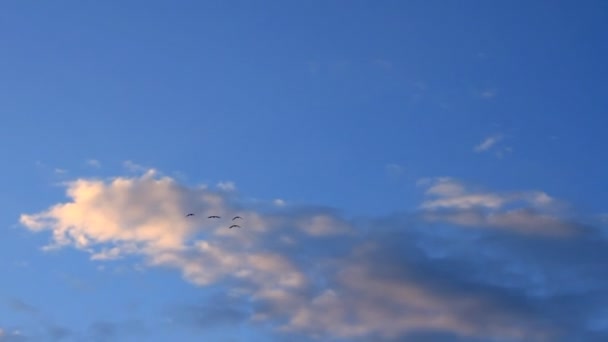 Las aves vuelan alto en el cielo al atardecer — Vídeo de stock