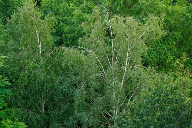Yüksek ağaçları orman görünümü üst