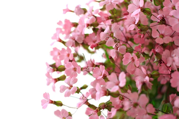 Flores rosadas marco completo fondo —  Fotos de Stock