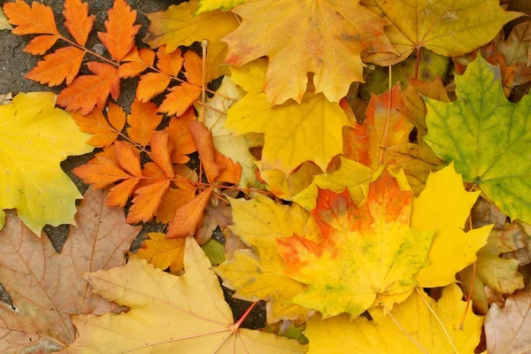 Fallen autumn leaves on ground — Stock Photo, Image