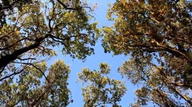 Mavi gökyüzü rüzgârla sallanan oaks üst kısımları
