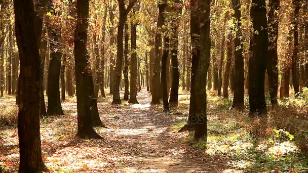 Bosque de roble a la luz del sol de otoño — Vídeos de Stock