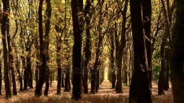 Oak grove için yapılan güneş ışığı ile sular altında sonbahar