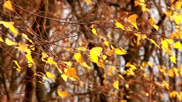 Vergilbte Birkenblätter wiegen sich im Wind — Stockvideo