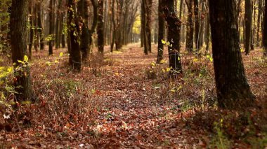 Sessiz sonbahar sabahı Oak grove