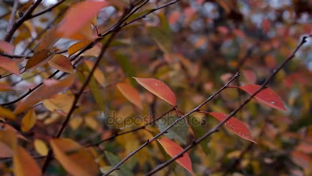 Reddened Autumn Leaves Sway Branch Wind — Stock Video
