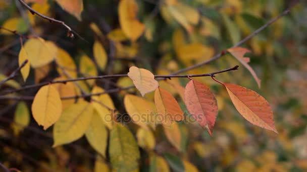 Single Autumn Leaves Sways Branch Wind — Stock Video