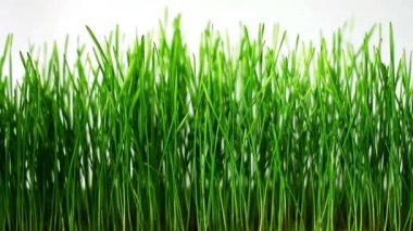 Buğday germinated lahanası yavaşça sways beyaz arka plan üzerinde hafif Rüzgar
