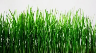 Beyaz arka plan üzerinde buğday germinated lahanası
