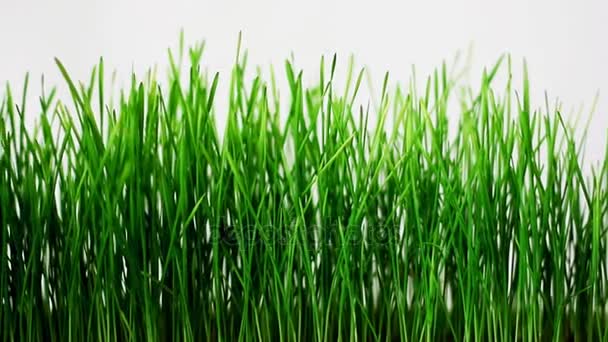 Germinated Sprouts Wheat White Background — Stock Video