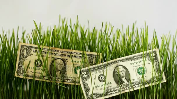 Female Hand Puts Dollar Sprouted Grass Increase Money — Stock Video