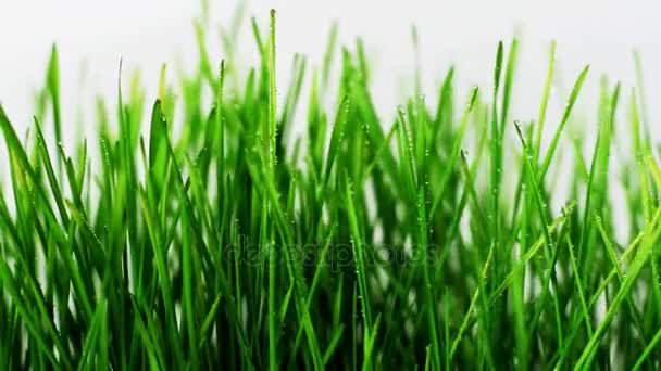 Green Grass White Background Focus Foreground — Stock Video