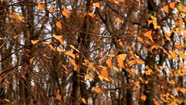 泛黄的白桦树叶在风中摇曳 — 图库视频影像