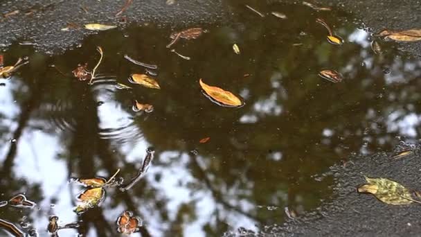 落在水坑和柏油上的黄叶子 用手拍的视频 — 图库视频影像