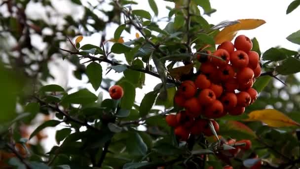 Manojos Bayas Naranjas Maduras Rama — Vídeos de Stock