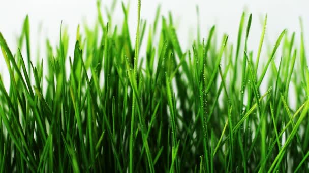 Les germes de blé sont pulvérisés l'eau de pulvérisation 
