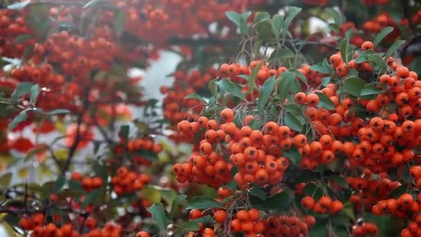 Los Racimos Maduros Anaranjados Las Bayas Balancean Del Viento Rama — Vídeos de Stock