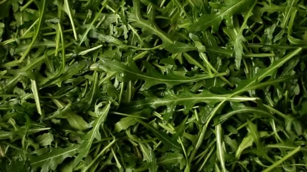 Verse Rucola Volledige Frame — Stockvideo