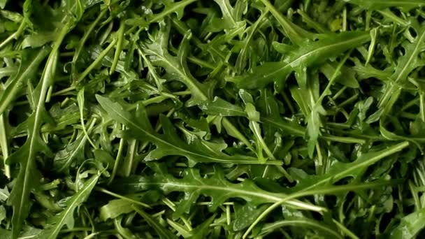 Verse Rucola Salade Gebruiken Voor Achtergrond — Stockvideo