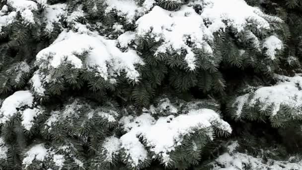 Снег Падает Ветви Голубой Ели — стоковое видео