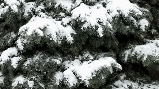 Sneeuw Valt Takken Van Blauwe Spar — Stockvideo