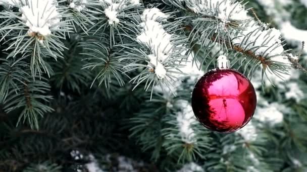 Piros Karácsonyi Bál Lóg Kék Fenyő Ágon Szabadtéri Havas Időjárás — Stock videók