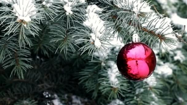 Bola Roja Navidad Colgando Rama Abeto Azul Clima Nevado Aire — Vídeo de stock