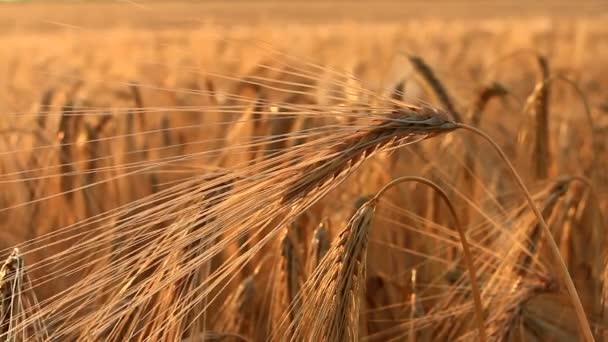 Ripe Golden Ears Wheat Swaying Field — Stock Video