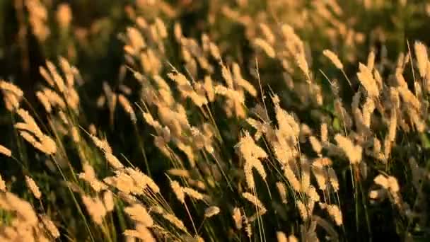 Field Wild Grass Sways Wind — Stock Video