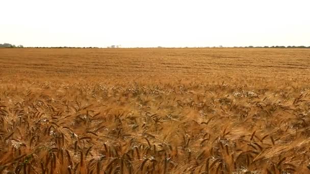 Orelhas Maduras Trigo Balançando Campo — Vídeo de Stock