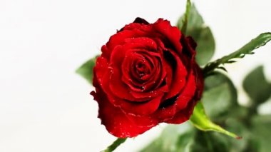 Üzerinde kırmızı gül düşen bırakır. Ağır çekim 